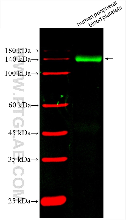 Western Blot (WB) analysis of various lysates using CoraLite® Plus 488-conjugated CD42b Monoclonal ant (CL488-67857)