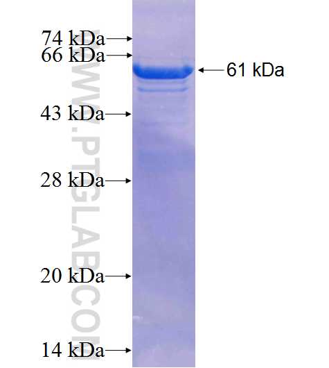 GP1BA fusion protein Ag3893 SDS-PAGE