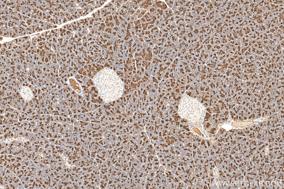 Immunohistochemistry (IHC) staining of mouse pancreas tissue using GP2 Polyclonal antibody (13493-1-AP)