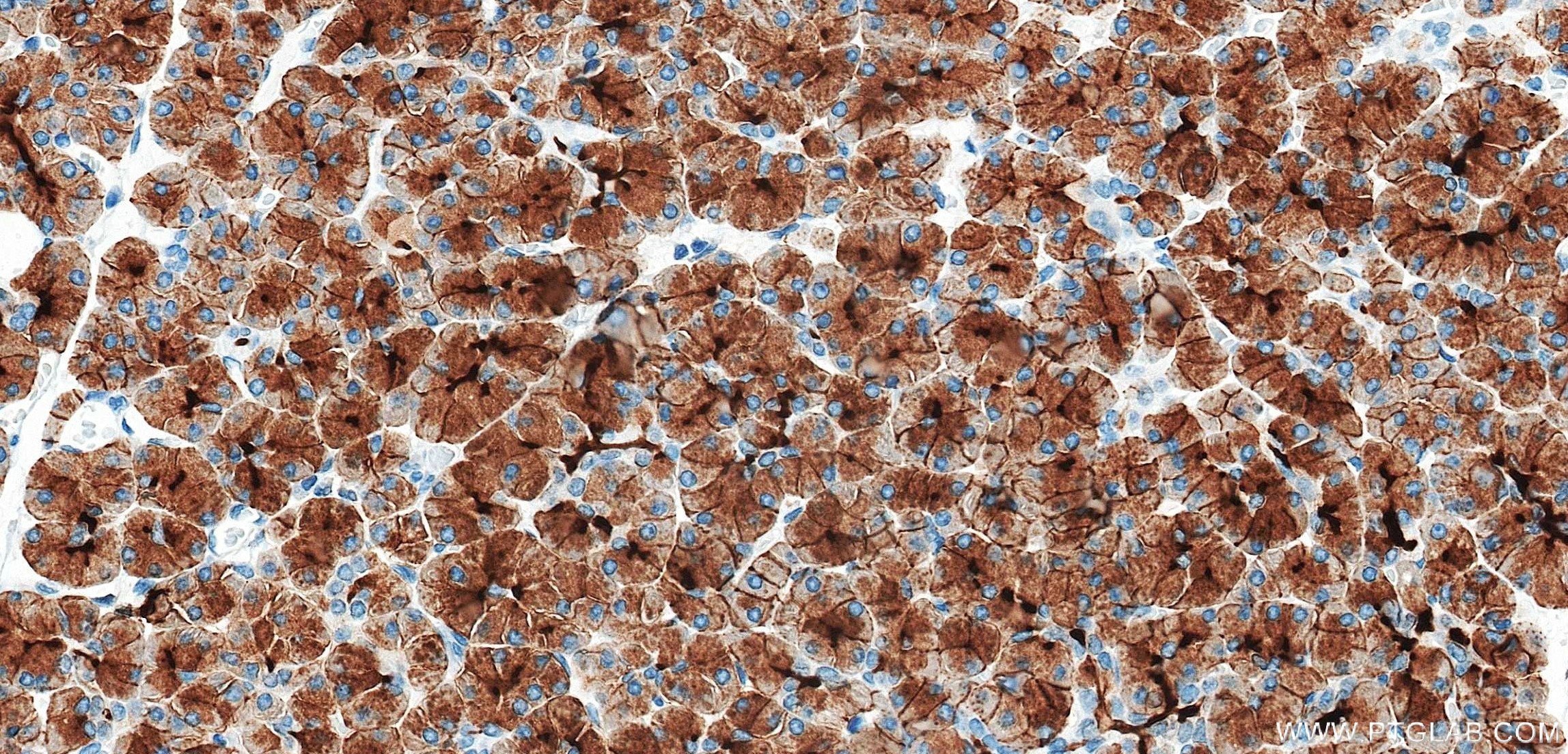 Immunohistochemistry (IHC) staining of human pancreas tissue using GP2 Recombinant monoclonal antibody (84728-4-RR)