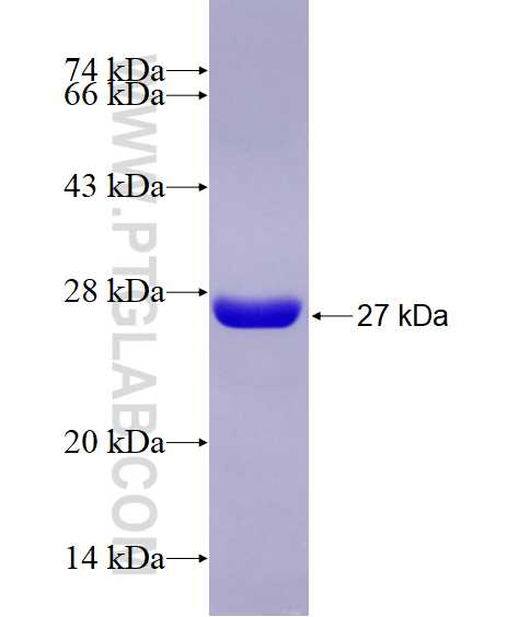 GP5 fusion protein Ag28758 SDS-PAGE