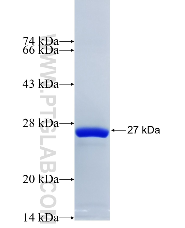 GP5 fusion protein Ag28758 SDS-PAGE