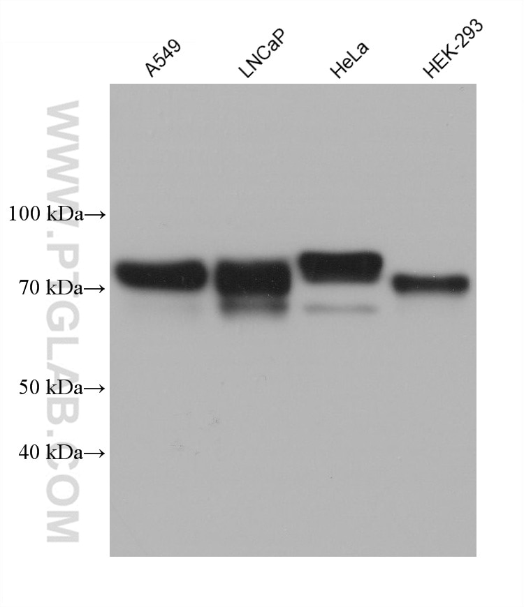 Western Blot (WB) analysis of various lysates using GP73/GOLPH2 Monoclonal antibody (66331-1-Ig)