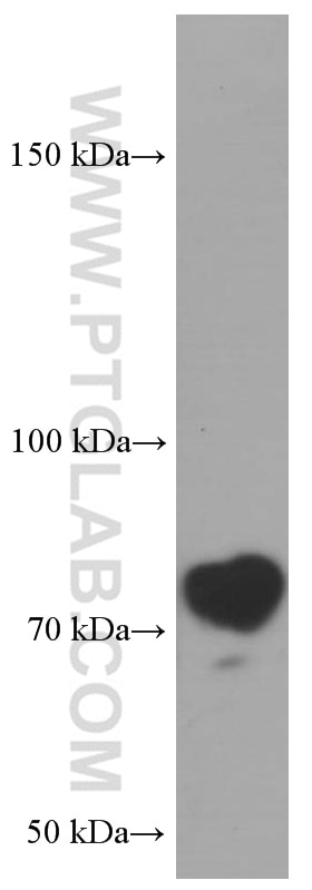 Western Blot (WB) analysis of HEK-293 cells using GP73/GOLPH2 Monoclonal antibody (66331-1-Ig)