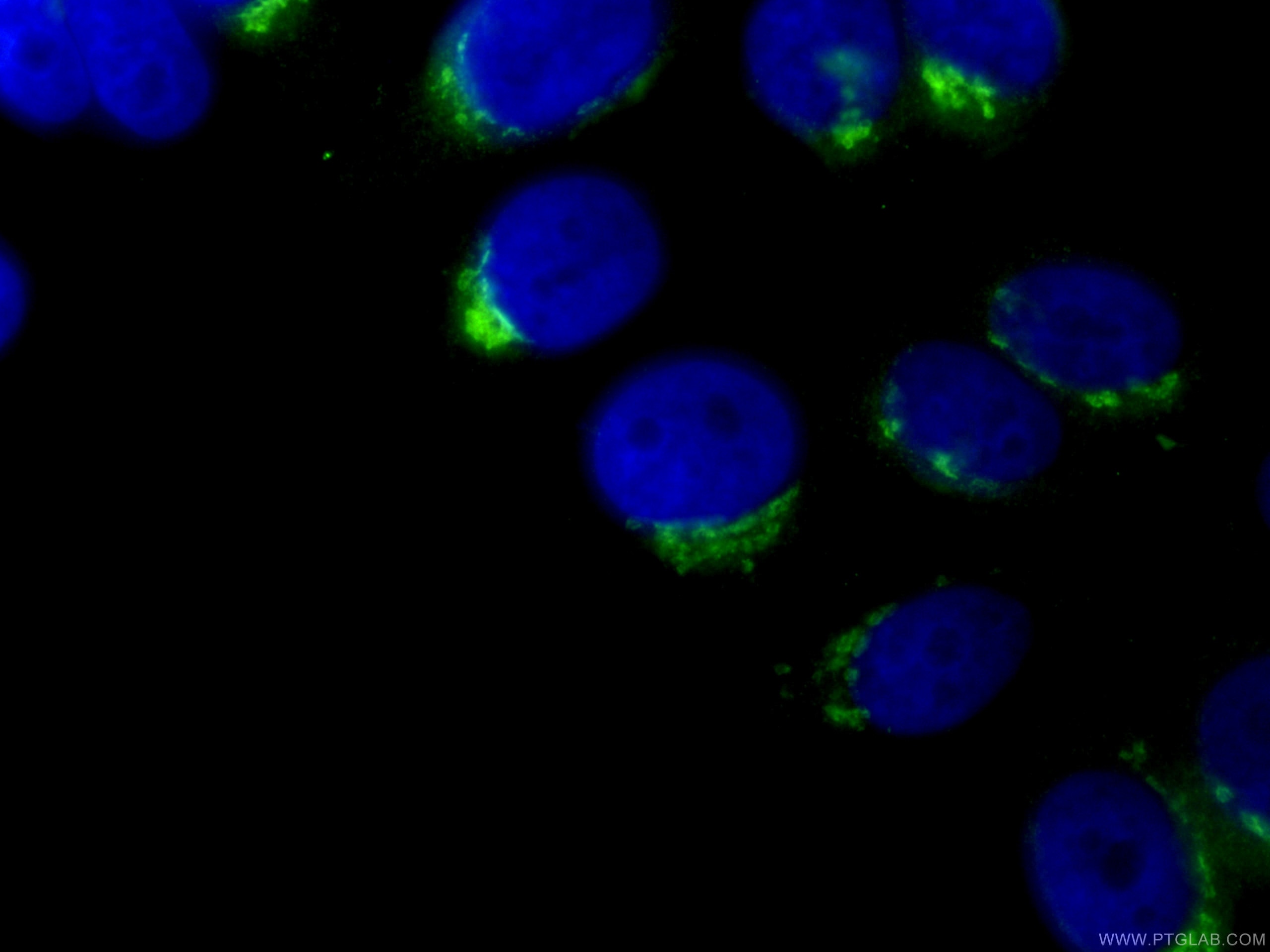Immunofluorescence (IF) / fluorescent staining of HepG2 cells using CoraLite® Plus 488-conjugated GP73/GOLPH2 Monoclon (CL488-66331)