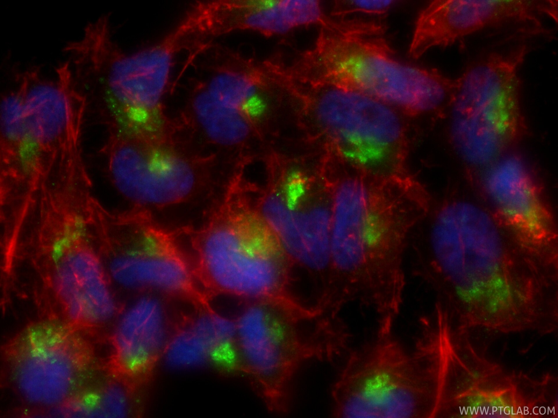 Immunofluorescent analysis of (4% PFA) fixed HeLa cells using CoraLite® Plus 488 GP73/GOLPH2 antibody (CL488-81893, Clone: 1I12 ) at dilution of 1:200, CL594-phalloidin (red). Immunofluorescence (IF) / fluorescent staining of HeLa cells using CoraLite® Plus 488-conjugated GP73/GOLPH2 Recombin (CL488-81893)