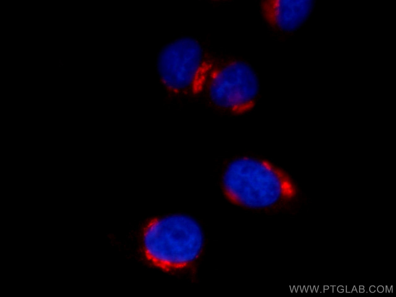 Immunofluorescence (IF) / fluorescent staining of HepG2 cells using CoraLite®594-conjugated GP73/GOLPH2 Monoclonal ant (CL594-66331)