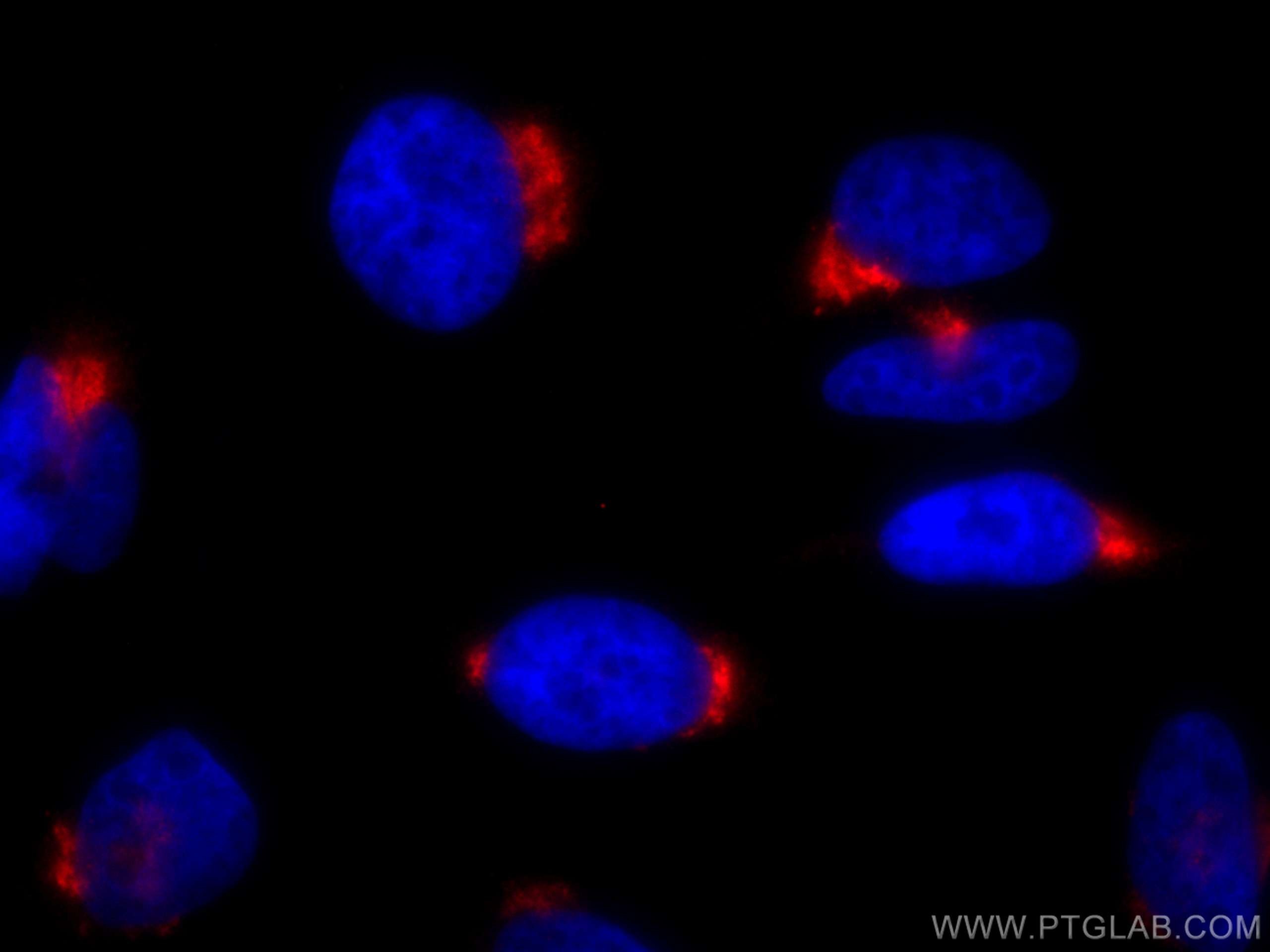 Immunofluorescence (IF) / fluorescent staining of HeLa cells using CoraLite®594-conjugated GP73/GOLPH2 Monoclonal ant (CL594-66331)