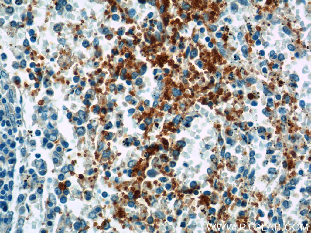 CD42a / GP9 Polyclonal antibody