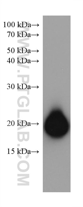 Western Blot (WB) analysis of human peripheral blood platelets using CD42a / GP9 Monoclonal antibody (67271-1-Ig)