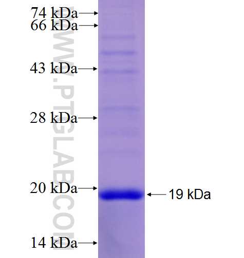 GP9 fusion protein Ag6132 SDS-PAGE