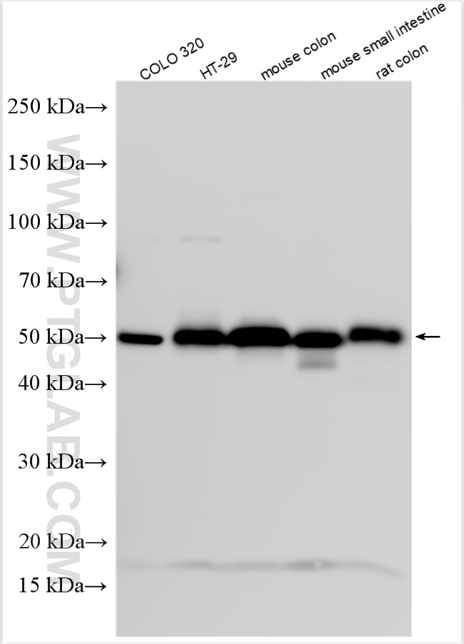 Western Blot (WB) analysis of various lysates using GPA33 Polyclonal antibody (25941-1-AP)