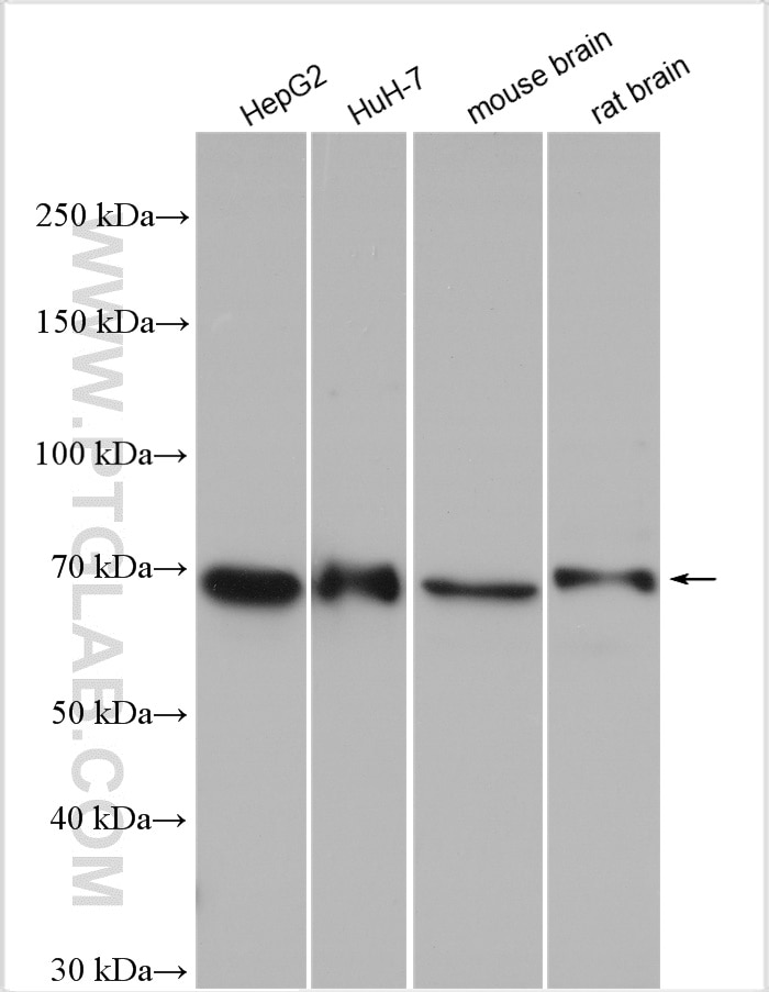 Western Blot (WB) analysis of various lysates using GPAA1 Polyclonal antibody (10104-1-AP)