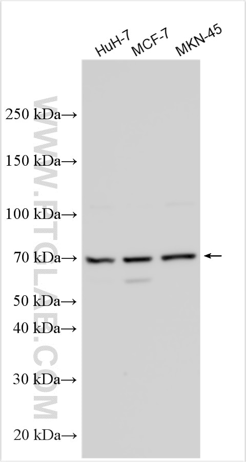 Western Blot (WB) analysis of various lysates using GPAA1 Polyclonal antibody (10104-1-AP)