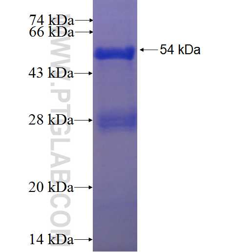 GPAA1 fusion protein Ag0152 SDS-PAGE