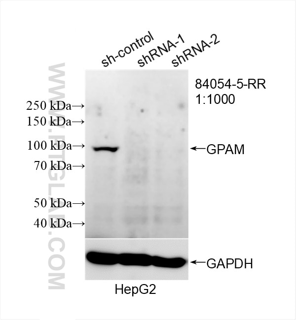 Western Blot (WB) analysis of HepG2 cells using GPAM Recombinant antibody (84054-5-RR)