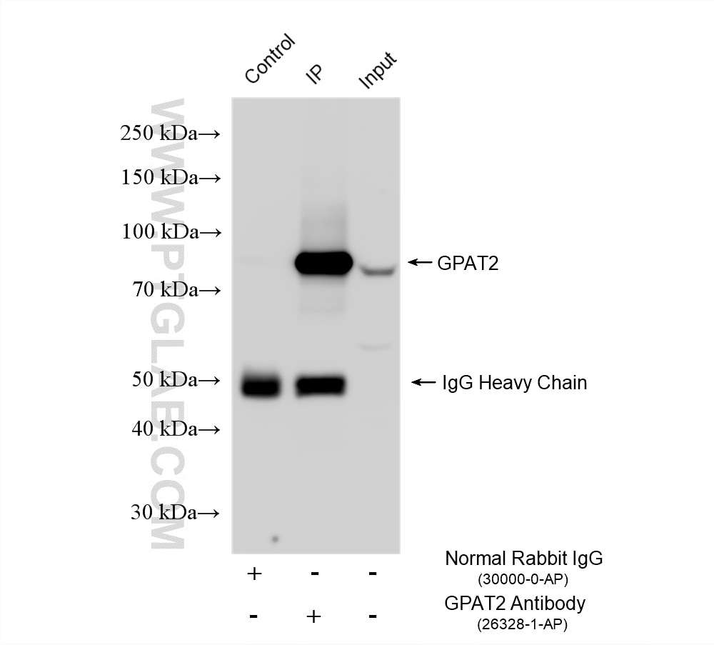 IP experiment of rat testis using 26328-1-AP (same clone as 26328-1-PBS) Immunoprecipitation (IP) experiment of rat testis tissue using GPAT2 Polyclonal antibody (26328-1-AP)
