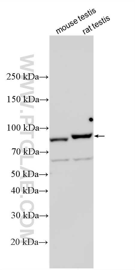 WB analysis using 26328-1-AP (same clone as 26328-1-PBS) Western Blot (WB) analysis of various lysates using GPAT2 Polyclonal antibody (26328-1-AP)