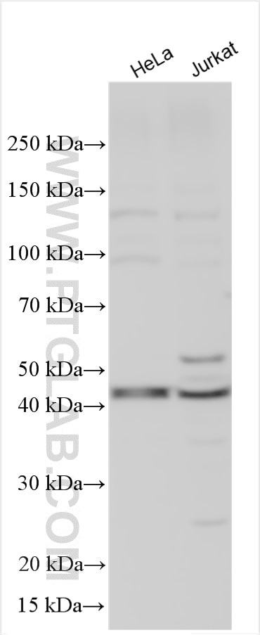 Western Blot (WB) analysis of various lysates using GPAT3 Polyclonal antibody (30765-1-AP)