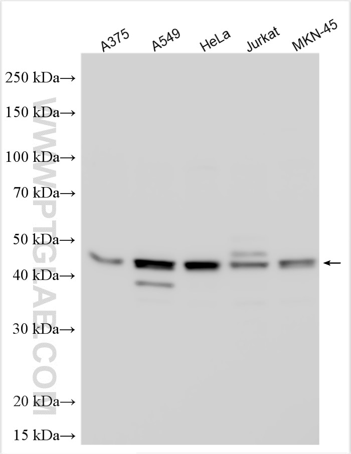 Western Blot (WB) analysis of various lysates using GPAT3 Polyclonal antibody (30765-1-AP)