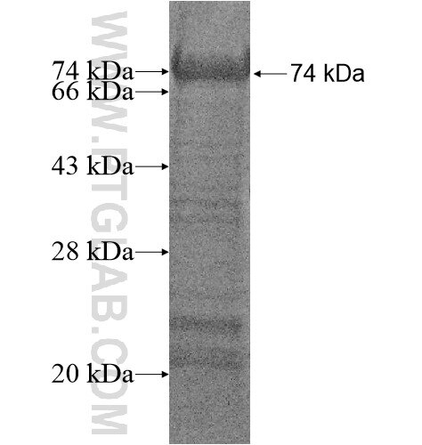 GPATCH1 fusion protein Ag14612 SDS-PAGE