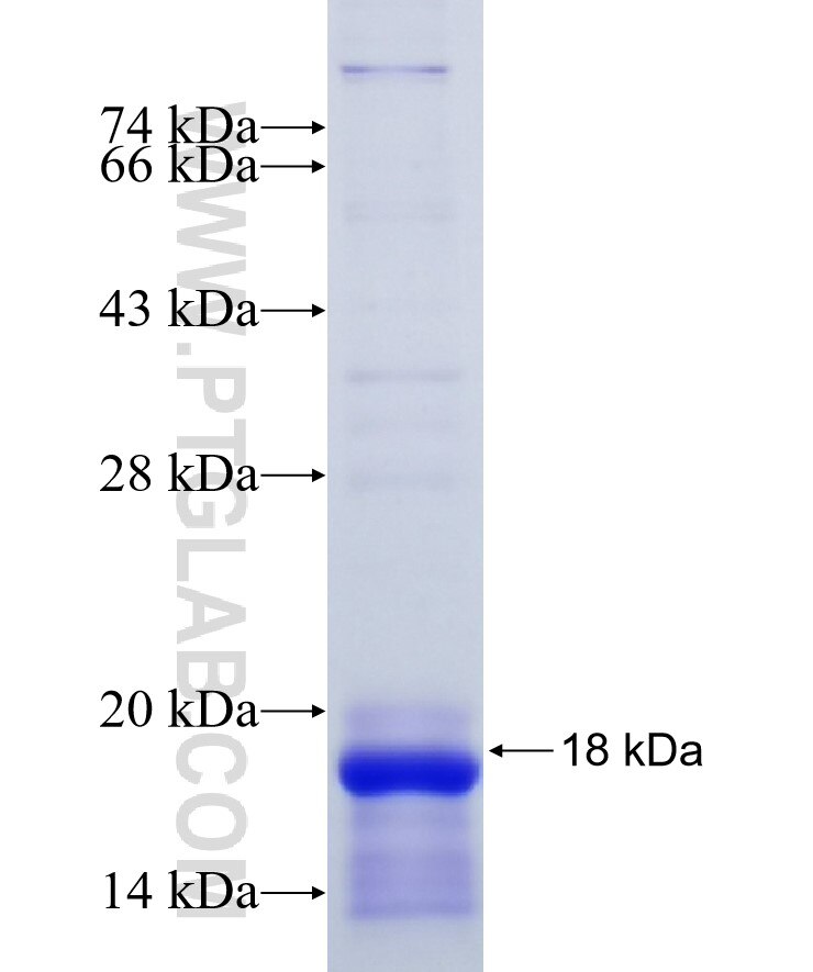 GPBAR1 fusion protein Ag24893 SDS-PAGE