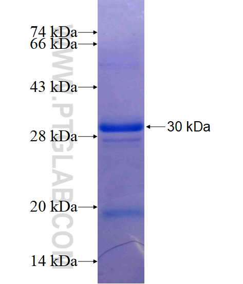 GPBP1 fusion protein Ag14877 SDS-PAGE