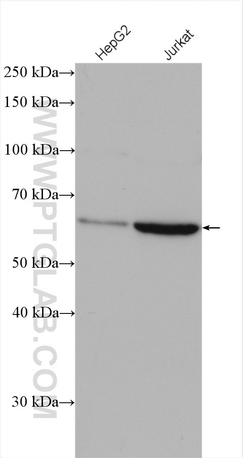 Western Blot (WB) analysis of various lysates using GPBP1L1 Polyclonal antibody (17375-1-AP)