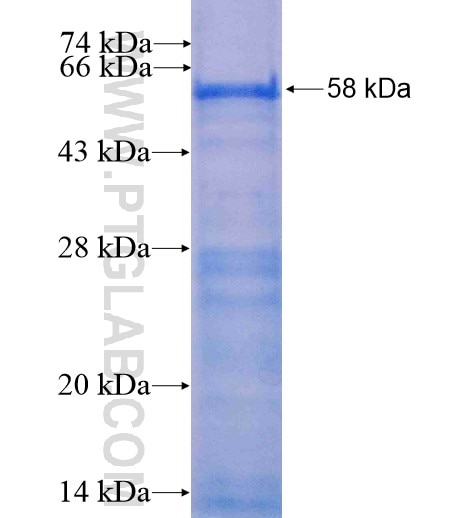 GPBP1L1 fusion protein Ag11316 SDS-PAGE