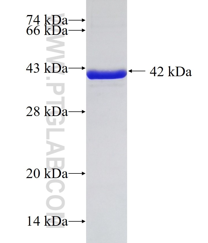 GPC1 fusion protein Ag10068 SDS-PAGE