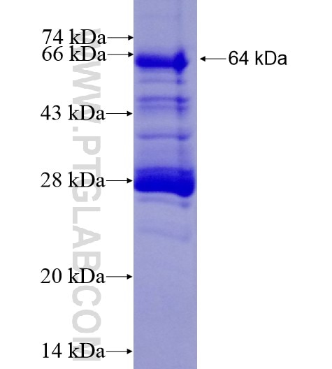 GPC1 fusion protein Ag10095 SDS-PAGE