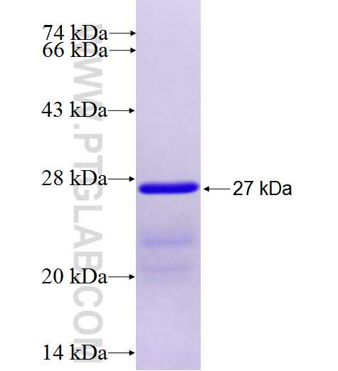 GPC2 fusion protein Ag26734 SDS-PAGE
