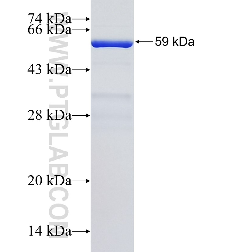 GPC2 fusion protein Ag4041 SDS-PAGE