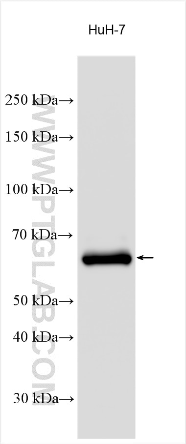 Western Blot (WB) analysis of various lysates using GPC3 Polyclonal antibody (30021-1-AP)