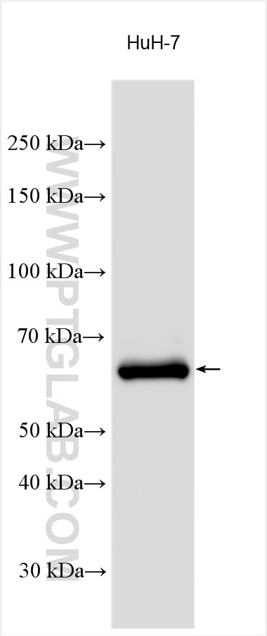 WB analysis using 30021-1-AP