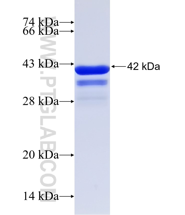 GPC3 fusion protein Ag32559 SDS-PAGE
