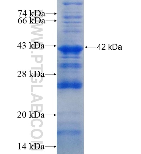 GPC3 fusion protein Ag10129 SDS-PAGE