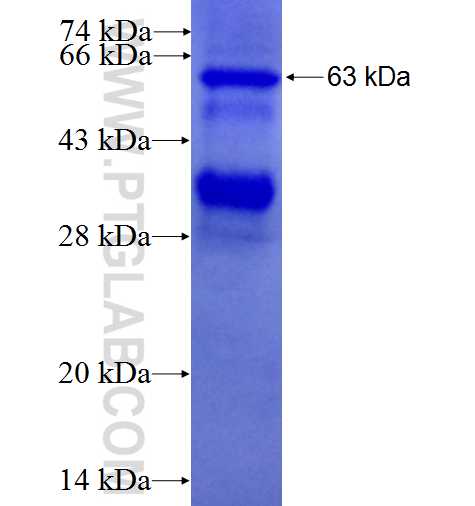 GPC3 fusion protein Ag1433 SDS-PAGE