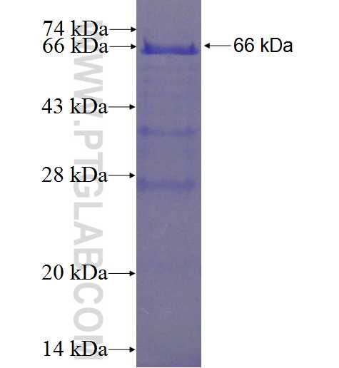 GPC4 fusion protein Ag3670 SDS-PAGE