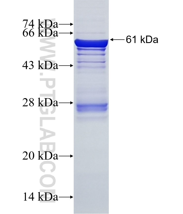 GPC5 fusion protein Ag4493 SDS-PAGE