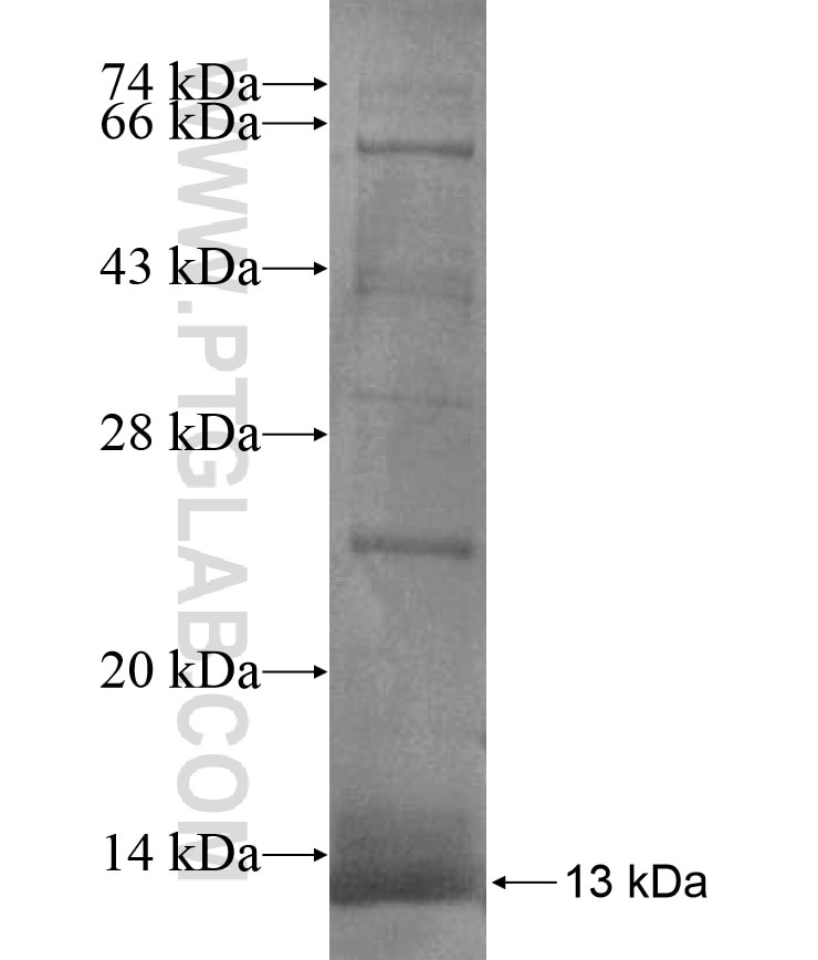 GPC6 fusion protein Ag17369 SDS-PAGE