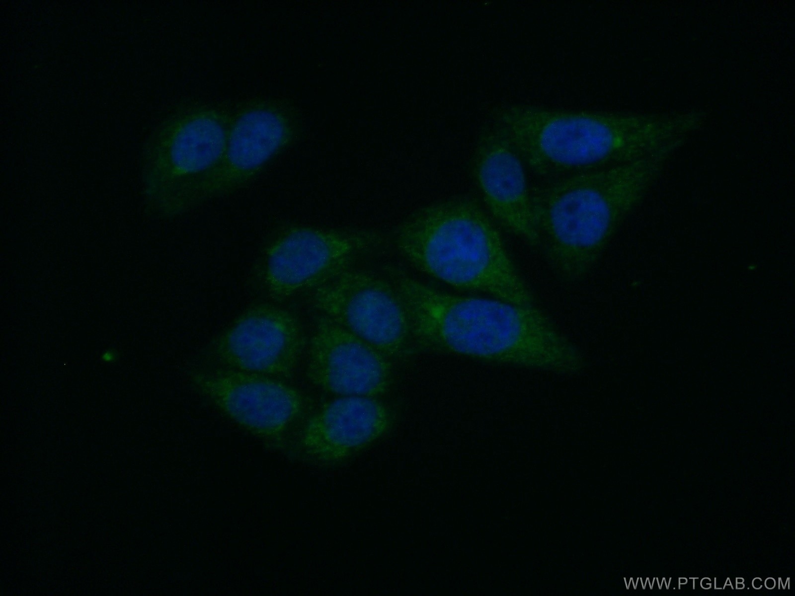 Immunofluorescence (IF) / fluorescent staining of HepG2 cells using GPD1 Polyclonal antibody (13451-1-AP)