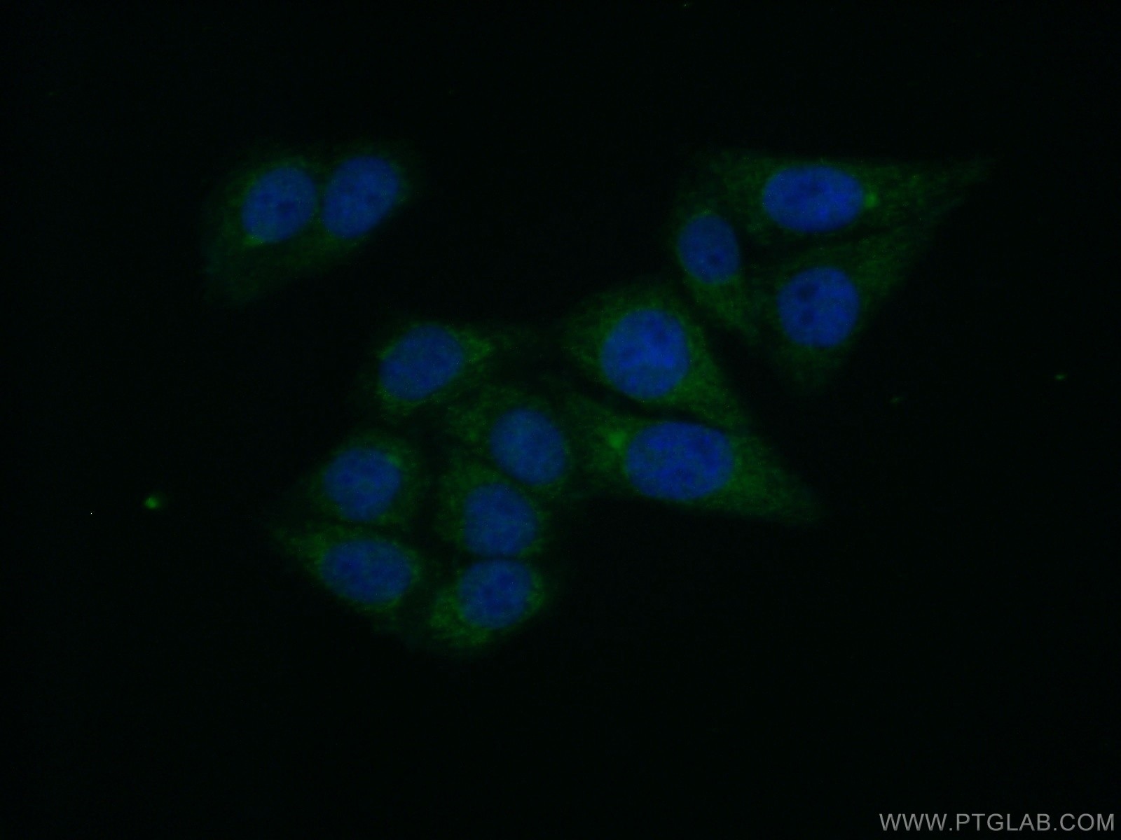 IF Staining of HepG2 using 13451-1-AP