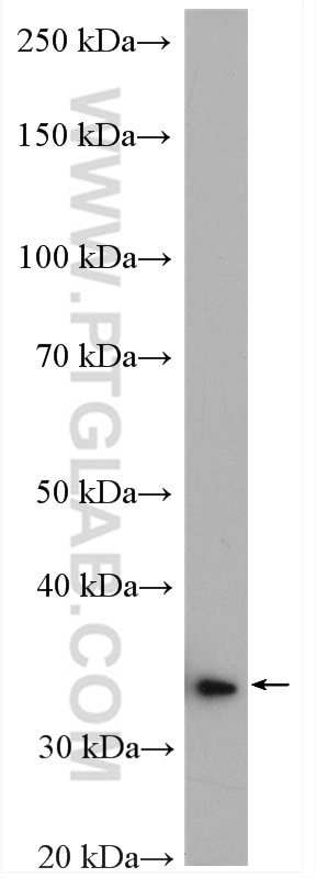 Western Blot (WB) analysis of mouse heart tissue using GPD1 Polyclonal antibody (13451-1-AP)