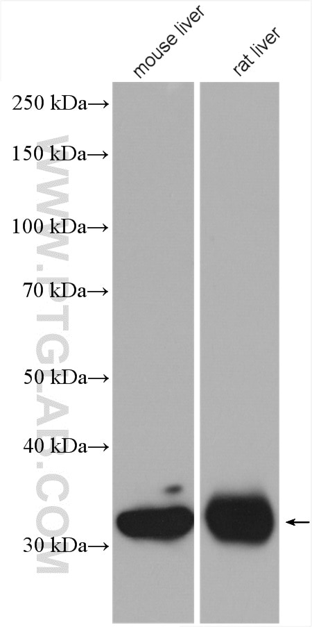 Western Blot (WB) analysis of various lysates using GPD1 Polyclonal antibody (13451-1-AP)