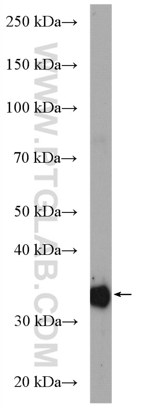 Western Blot (WB) analysis of rat liver tissue using GPD1 Polyclonal antibody (27943-1-AP)