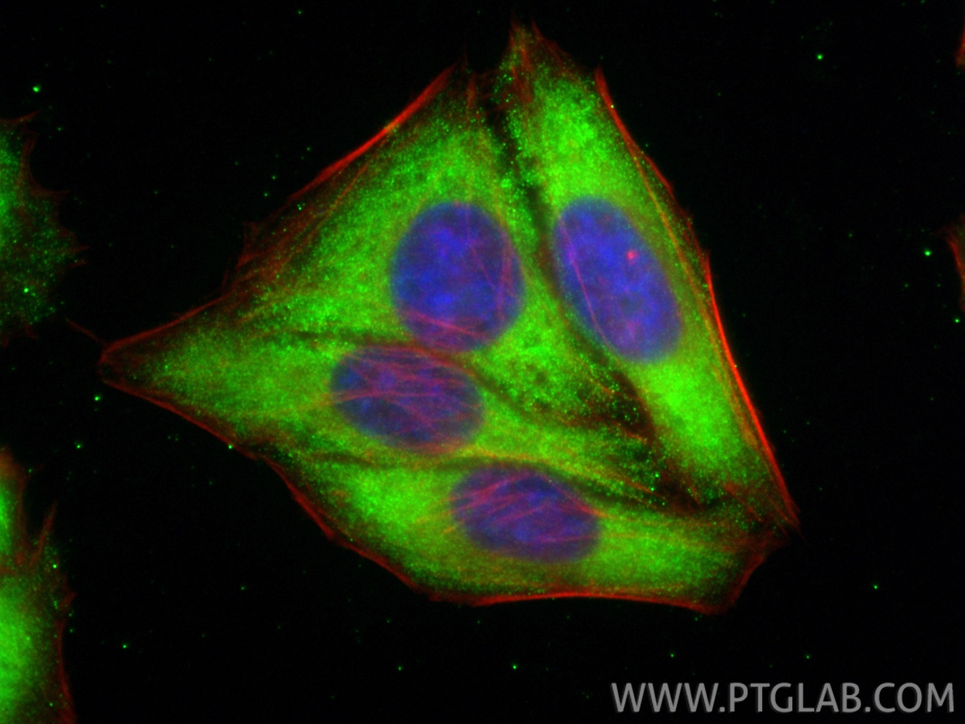 Immunofluorescence (IF) / fluorescent staining of HepG2 cells using CoraLite® Plus 488-conjugated GPD1 Recombinant ant (CL488-84800)