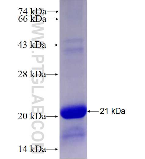 GPD1 fusion protein Ag27710 SDS-PAGE