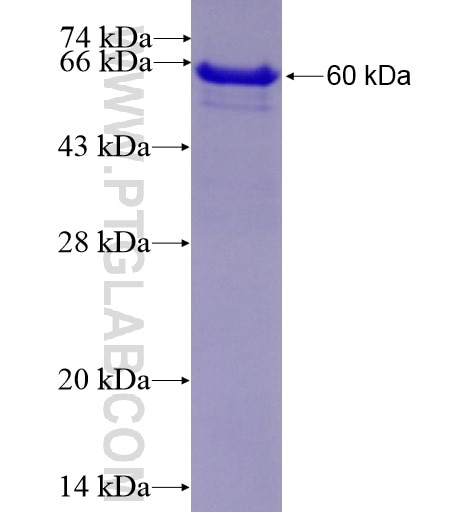 GPD1 fusion protein Ag4278 SDS-PAGE
