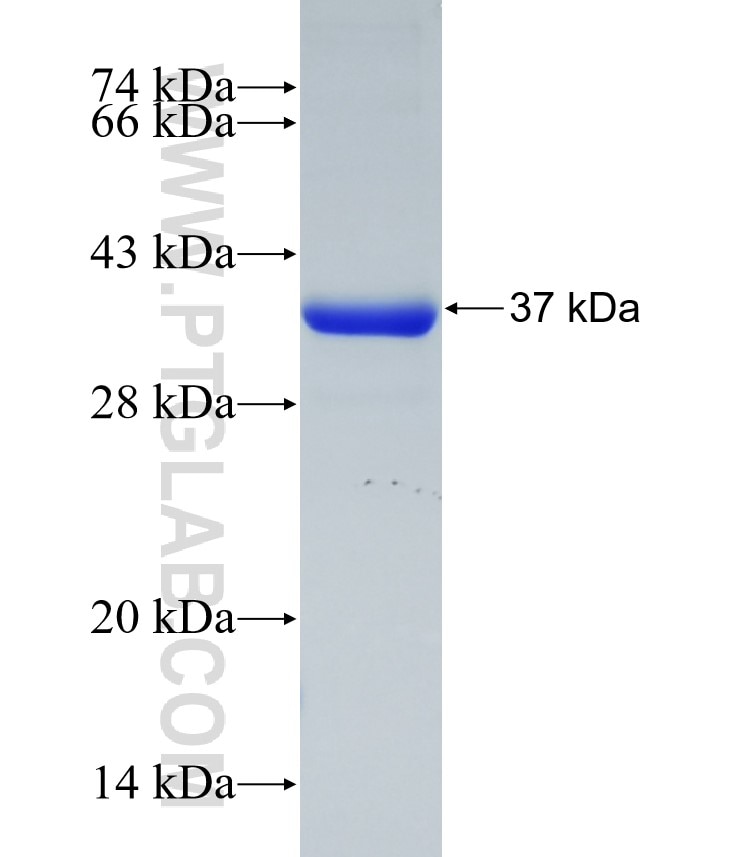 GPD1 fusion protein Ag4471 SDS-PAGE